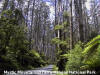 Yarra Ranges NP - Forest